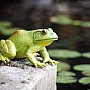 Incredible Creature American Bullfrog