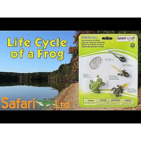 Life Cycle of a Frog Set