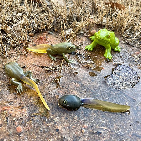 Life Cycle of a Frog Set