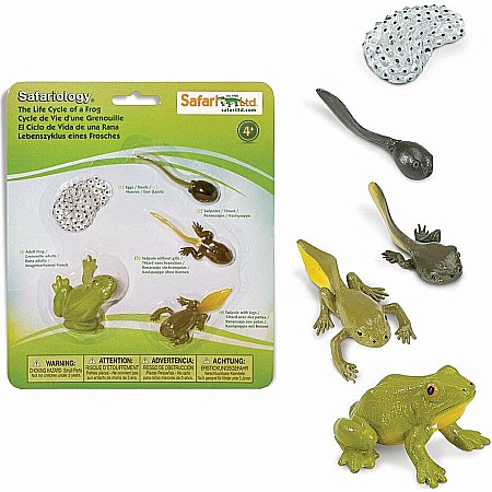 Life Cycle of a Frog Set