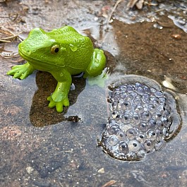 Life Cycle of a Frog Set