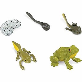 Life Cycle of a Frog Set