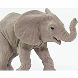 African Elephant Baby