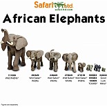African Elephant Baby