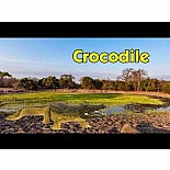 Crocodile