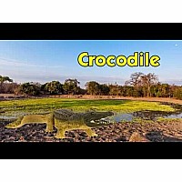 Crocodile