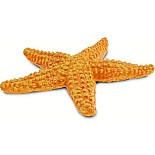 Orange Starfish