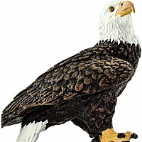 Bird Bald Eagle