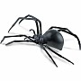 Hidden Kingdom Insects Black Widow Spider