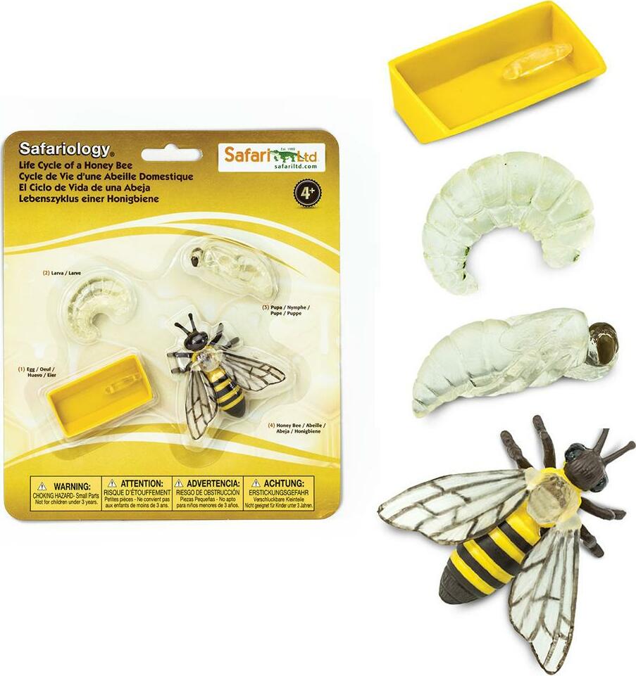 Life Cycle of a Honey Bee Kool & Child