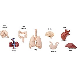 Human Organs TOOB®