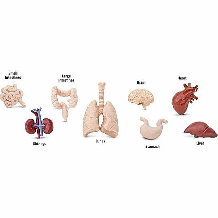 Human Organs TOOB®