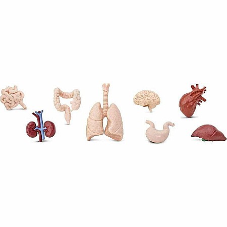 Human Organs TOOB®