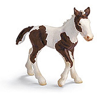 Tinker Foal