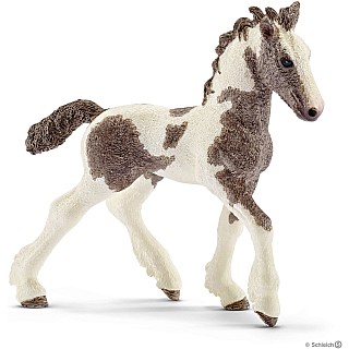 Tinker Foal