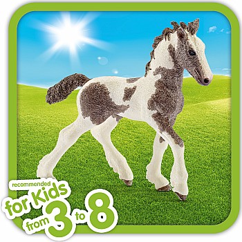 Tinker Foal