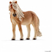 Icelandic Pony Mare