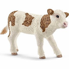 Simmental Calf