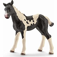 Pinto Foal