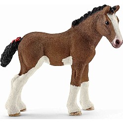 Clydesdale Foal