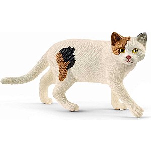 American Shorthair Cat