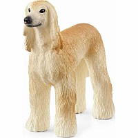 Afghan Hound