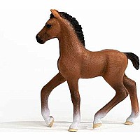 Oldenburger Foal