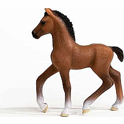 Oldenburger Foal