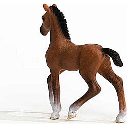 Oldenburger Foal