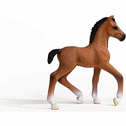 Oldenburger Foal