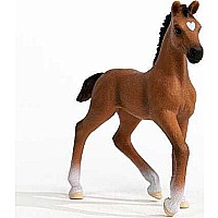 Oldenburger Foal