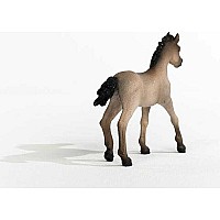 Criollo Definitivo Foal