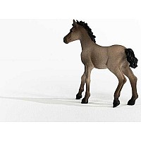 Criollo Definitivo Foal