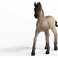 Criollo Definitivo Foal