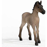 Criollo Definitivo Foal