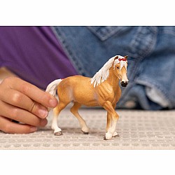 Haflinger Mare