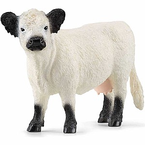 Galloway Cow