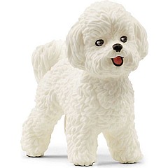 Bichon Frise
