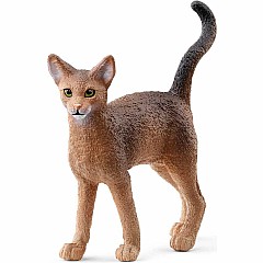 Abyssinian Cat