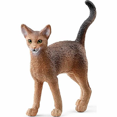 Abyssinian Cat