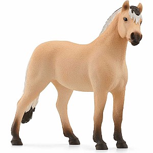 Norwegian Fjord Horse Gelding
