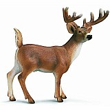 White-tailed Buck