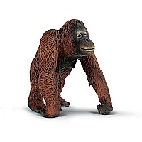 Orangutan, female