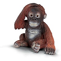 Orangutan, young
