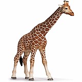 Giraffe, female