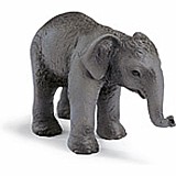 Indian Elephant Calf