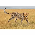 Cheetah, Female (plan)