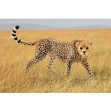 Cheetah, Female