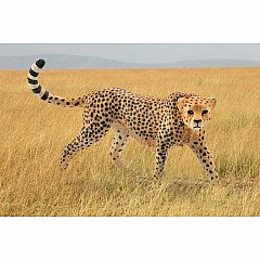 Cheetah, Female