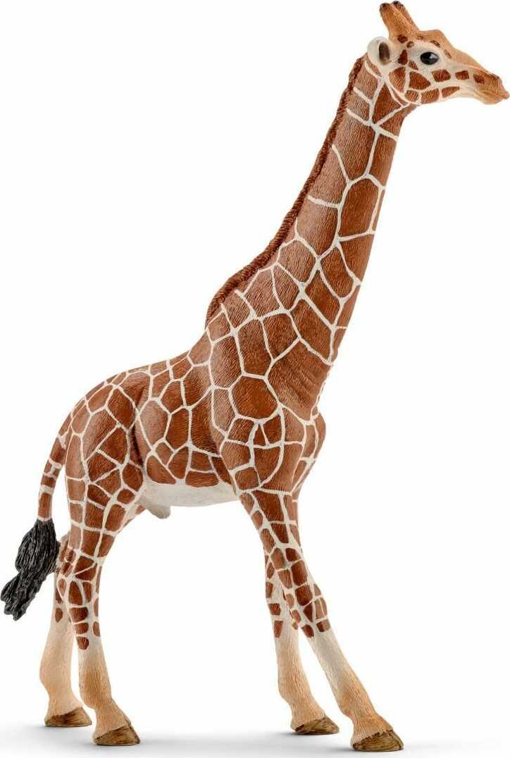 Giraffe, Male